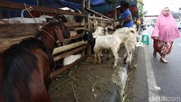 Dalam ingub itu, Anies juga meminta para wali kota dan bupati untuk menetapkan lokasi penampungan dan penjualan hewan kurban di luar jalur hijau, taman kota, trotoar, dan fasilitas umum.