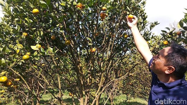 Menyiasati Harga Anjlok, Petani Buka Wisata Petik Jeruk di Garut