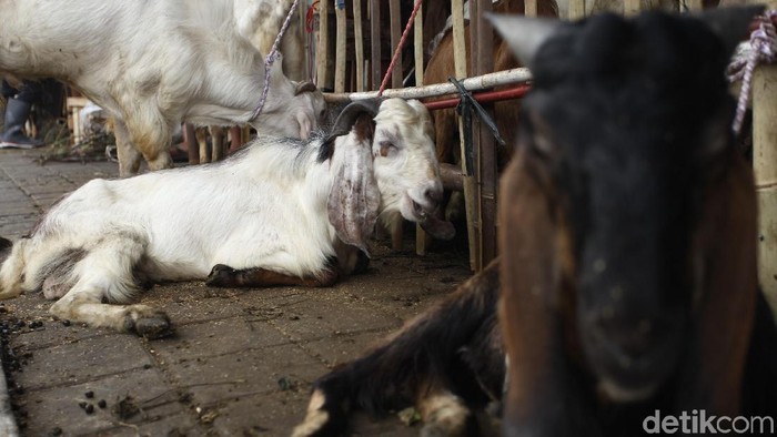 Ilustrasi kurban kambing. Foto: Rifkianto Nugroho Ilustrasi kurban kambing. Foto: Rifkianto Nugroho