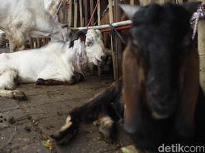 Torpedo Kambing untuk Gairah Seks, Antara Mitos dan Serunya Berebut