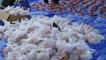 Ini Keseruan Potong Daging Saat Idul Adha