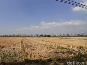 Siapkan Rp 7 Triliun, UEA Mau Garap Lahan Pertanian di Kalteng