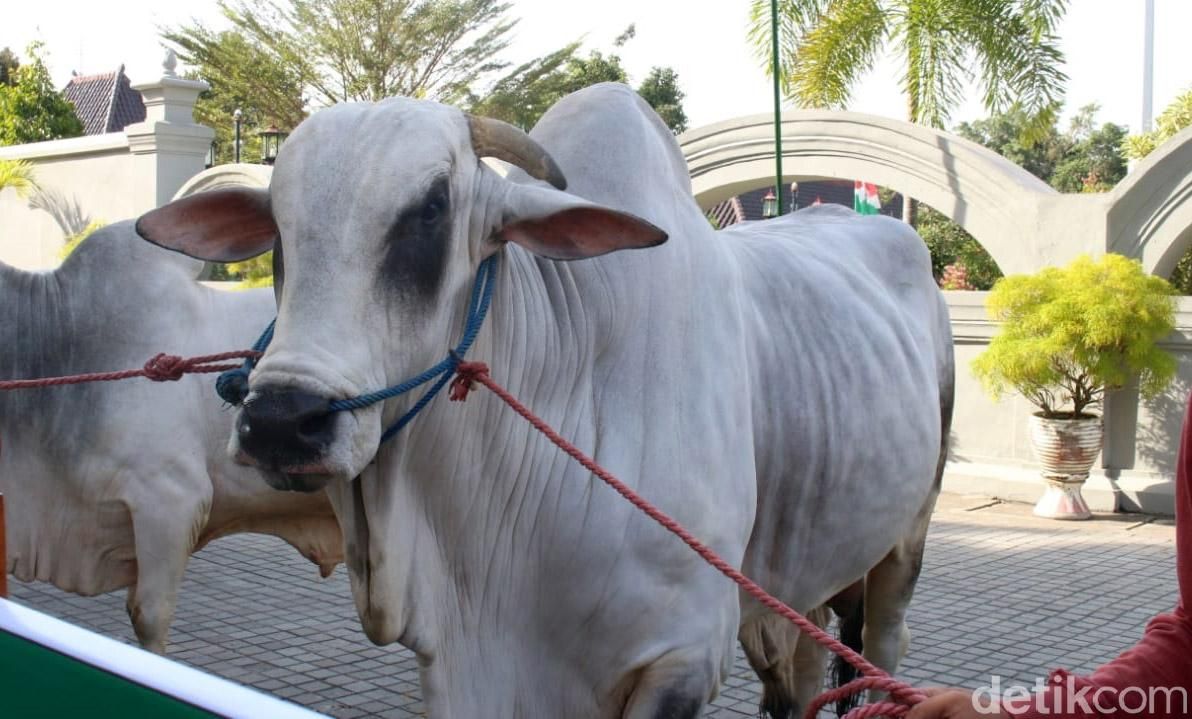 Presiden Joko Widodo sumbang 2 sapi kurban di Yogyakarta. Kedua sapi itu telah diserahkan Wakil Gubernur DIY, Paku Alam X, kepada kedua takmir masjid di sana.