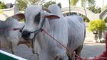 Jokowi Sumbang 2 Sapi Kurban di Yogyakarta