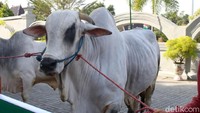 Kedua sapi tersebut telah diperiksa di Balai Besar Veteriner Yogyakarta di Wates, Kulon Progo dan dinyatakan sehat sebelum diserahkan ke penerima.