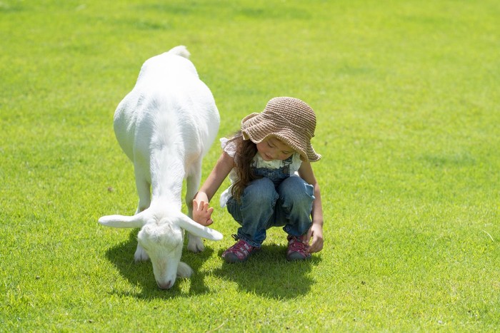 ilustrasi kambing