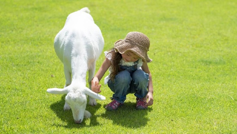 ilustrasi kambing ilustrasi kambing