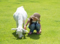 Kambing Termasuk Hewan Pintar & Mampu Bedakan Emosi Manusia, Ini Buktinya!