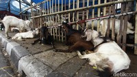 Penjual hewan dilarang berdagang di trotoar. Akan ada tindakan kepada yang melanggar.
