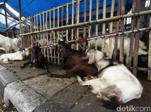 Salurkan Hewan Kurban Lewat Online? Bisa Kok