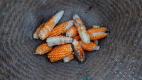 Ulat Grayak menyerang kebun jagung, tebu, sorgum dan tanaman jahe.