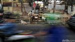 Duh! Trotoar Sunter Dijajah Hewan Kurban Jelang Idul Adha