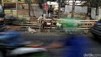 Saat melintasi kawasan Sunter, Jakarta Utara, di salah satu sisi jalan nampak sejumlah pedagang berjejer menjual beragam hewan kurban.