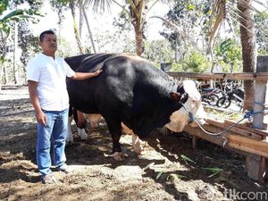 Sapi Sumbangan Jokowi akan Disembelih di Gunungkidul