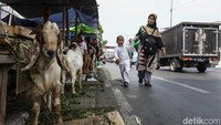 Peraturan itu tertuang dalam Instruksi Gubernur DKI Jakarta Nomor 46 Tahun 2019 tentang Pengendalian Penampungan dan Pemotongan Hewan dalam Rangka Idul Ahda 2019/1440 H.