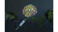 Flowers on the Water karya Khanh Phan yang menggambarkan tiga wanita mencuci bunga lili air di Vietnam memenangi kategori People (CNN)