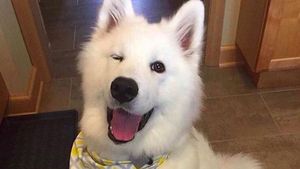 Download 60 Koleksi Gambar Binatang Anjing Lucu Paling Lucu