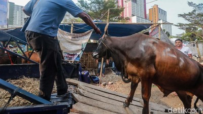 Jelang Idul Adha, Pedagang Sibuk Kirim Hewan Kurban