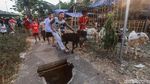 Jelang Idul Adha, Pedagang Sibuk Kirim Hewan Kurban