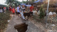 Anak-anak mebawa kambing yang akan dikurbankan.