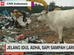 Laris-Manis Sapi Sampah dan Bahaya yang Mengintai