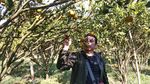 Foto: Yang Asyik di Garut, Wisata Petik Jeruk