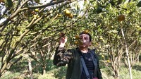 Di tempat tersebut, traveler bisa ngadem sambil menikmati pemandangan indah khas perkampungan Garut yang terkenal dengan suhu dingin dan pemandangan yang indahnya. (Hakim Ghani/detikcom)