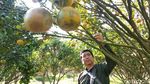 Foto: Yang Asyik di Garut, Wisata Petik Jeruk