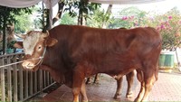 (Sapi Jokowi) Beratnya sekitar 1,7 ton. Ini sapinya jenis Limosin. Umurnya sekitar 3,5 tahun, ya, sama kaya umut ngerawatnya, ujar Wakil Ketua Humas Masjid Istiqlal,  Abu Huraira, di lokasi.
