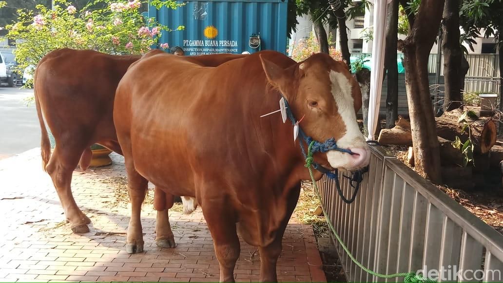 Sapi kurban dari Jokowi-JK di Masjid Istiqlal