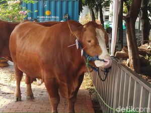 Cara Membersihkan Kulit Sapi dari Bulunya, Mudah Kok!