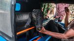 Wow! Kambing Naik Motor dan Bajaj