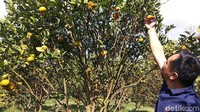 Kebun ini terbentuk dari ketidaksengajaan. Bermula dari anjloknya harga jeruk Garut di pasaran yang hanya dihargai Rp 5 ribu perkilogram oleh bandar. Petani yang enggan merugi kemudian berinovasi dengan menyulap kebun miliknya menjadi tempat wisata. (Hakim Ghani/detikcom)