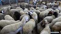 Pasar Al-Zawia dianggap sebagai pasar terbesar dan paling ramai di Gaza. Tetapi sejumlah besar pelanggan berbondong-bondong di sana setiap hari hanya melakukan window shopping. Foto: Dok. Str/Xinhua