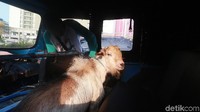 Kambing dikirimkan dengan bajaj.