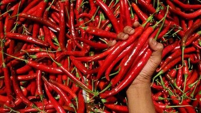 Jelang Idul Adha, Harga Cabai Makin Pedas