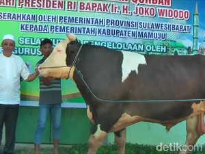 Tiba di Mamuju, Sapi Kurban Jokowi Langsung Diperiksa Intensif