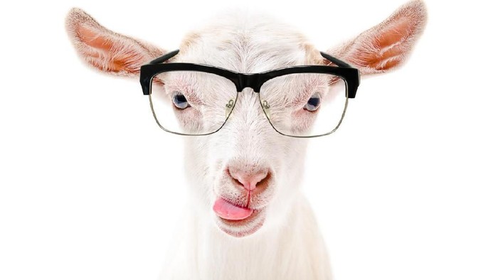 kambing Portrait of a goat in glasses showing tongue isolated on a white background
