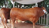 Selain sapi Jokowi, ada juga sapi kurban dari Wakil Presiden Jusuf Kalla (JK). Keduanya ditambat berdekatan.