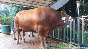 Penampakan Sapi Limosin Jokowi di Masjid Istiqlal