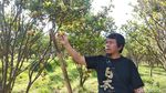 Foto: Yang Asyik di Garut, Wisata Petik Jeruk
