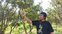 Keunggulan tempat wisata ini yaitu, di tempat ini traveler bisa makan jeruk sepuasnya. Selain itu, traveller juga bisa memetik sendiri jeruk Garut yang memiliki rasa yang khas langsung dari pohonnya. (Hakim Ghani/detikcom)