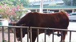 Penampakan Sapi Limosin Jokowi di Masjid Istiqlal