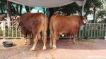 Penampakan Sapi Limosin Jokowi di Masjid Istiqlal