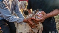 Nantinya, daging hewan kurban seperti kambing dan sapi ini akan didistribusikan kepada yang berhak pada hari raya Idul Adha yang jatuh pada Minggu (11/8/2019).