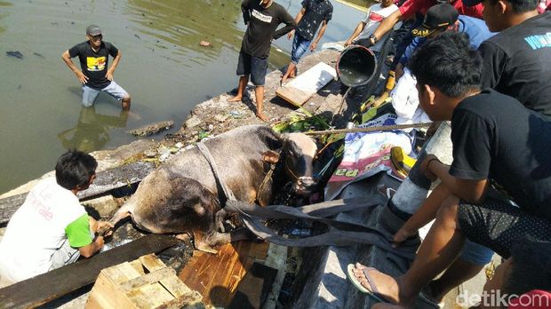 Kaget Diteriaki, Sapi Kurban Nyemplung di Kali Semarang