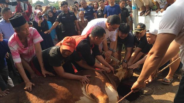 Gubernur DKI Anies Baswedan menyembelih hewan kurbannya di Lebak Bulus, Jakarta Selatan.