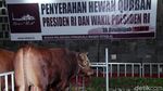 Sapi Limosin Jokowi dan JK Diserahkan ke Masjid Istiqlal