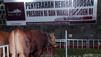 Kedua sapi tersebut terlihat kekar karena bobotnya yang besar.