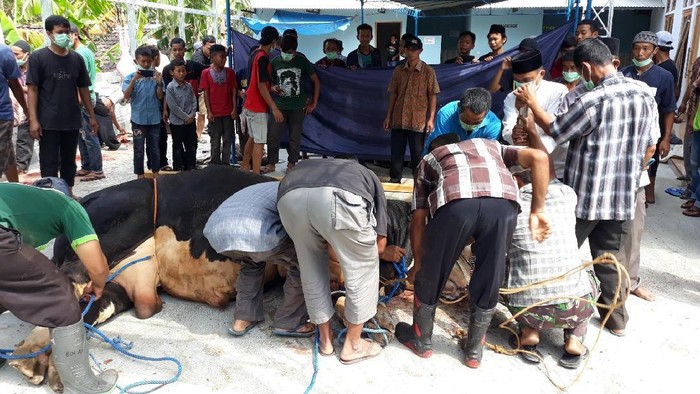 Warga terluka saat menyembelih sapi kurban Jokowi
